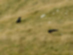 Corvus corax