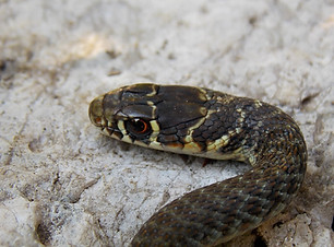 24 ottobre 2015..jpg