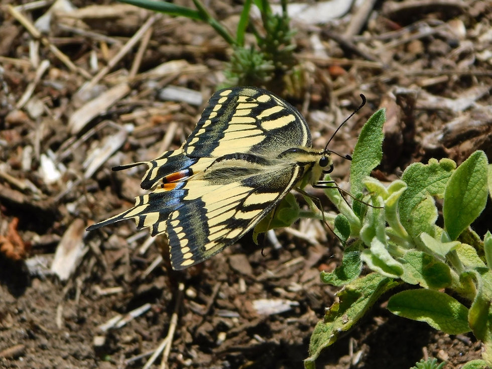 Papilio machaon