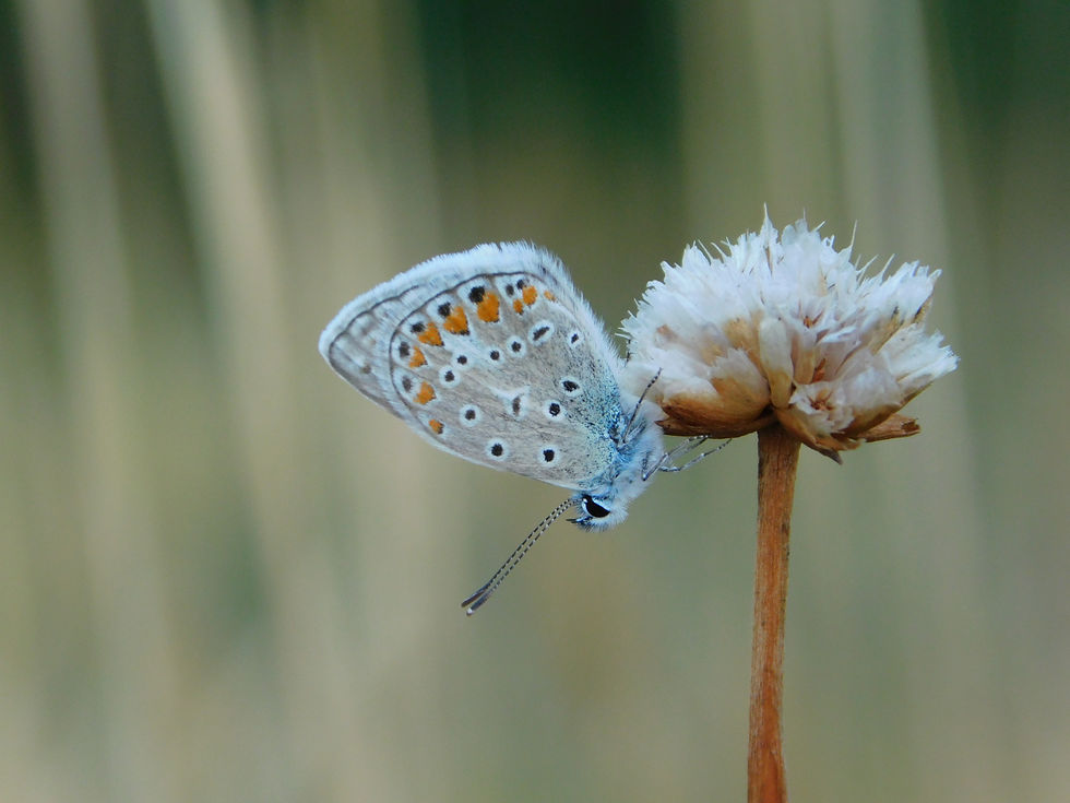 Polyommatus icarus ♂