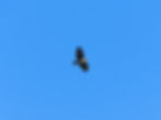 Buteo buteo