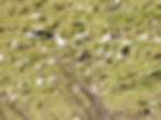 Falco tinnunculus
