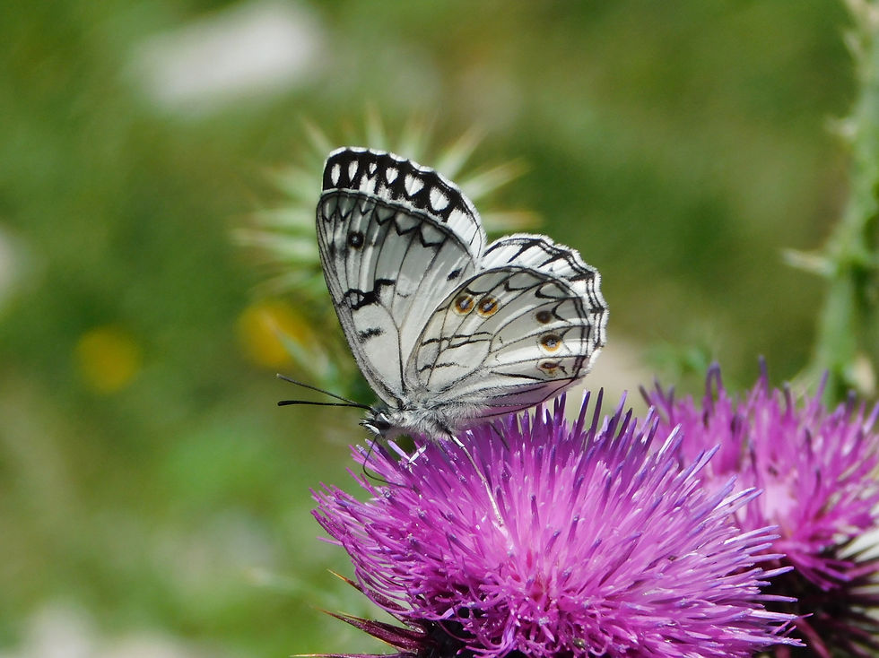 Melanargia arge