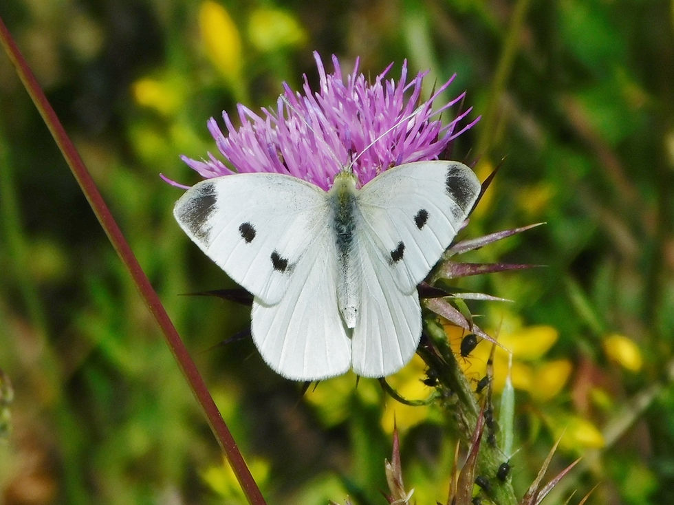 Pieris rapae