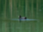 Fulica atra