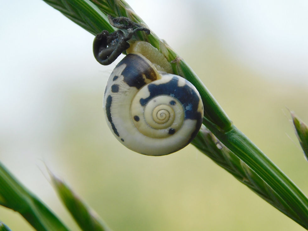 Monacha cfr. cartusiana