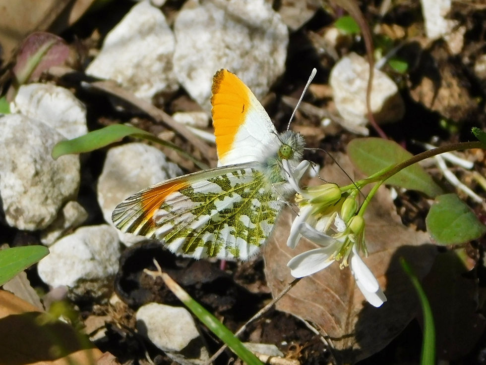 Anthocharis cardamines ♂