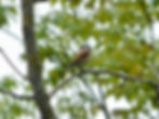 Lanius collurio