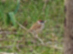 Passer montanus