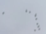 Platalea leucorodia