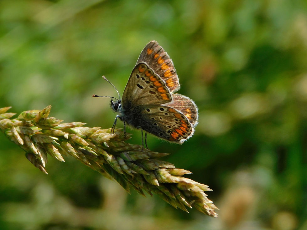 Aricia agestis