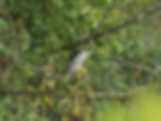 Nycticorax nycticorax