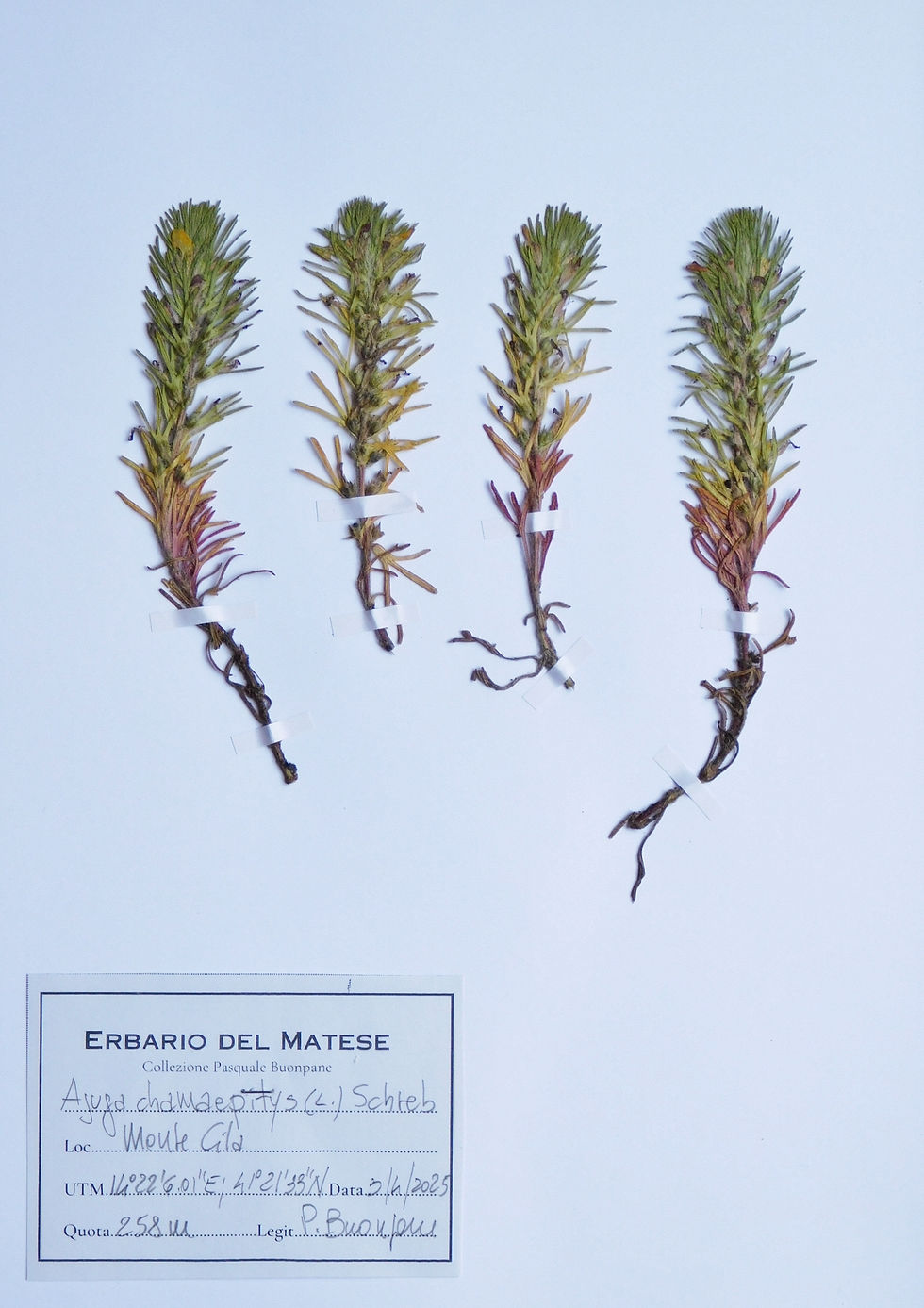 Ajuga chamaepitys (L.) Schreb.