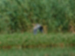 Ardea purpurea