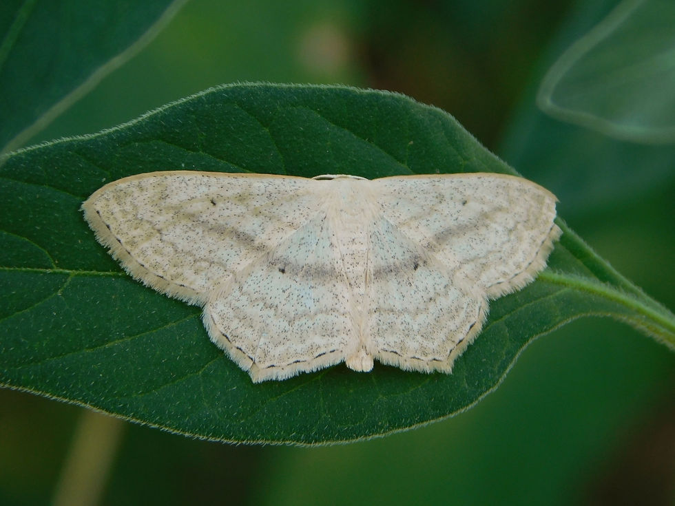 Scopula nigropunctata