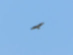 Buteo buteo