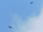 Aquila chrysaetos