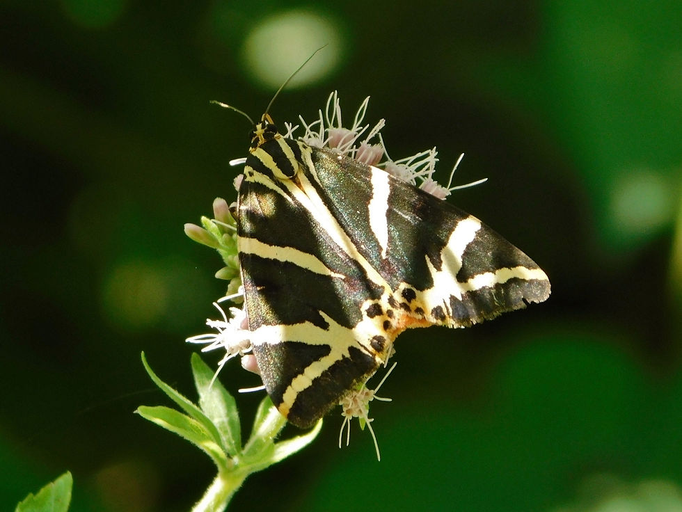 Euplagia quadripunctaria