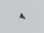 Circaetus gallicus