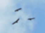 Gyps fulvus