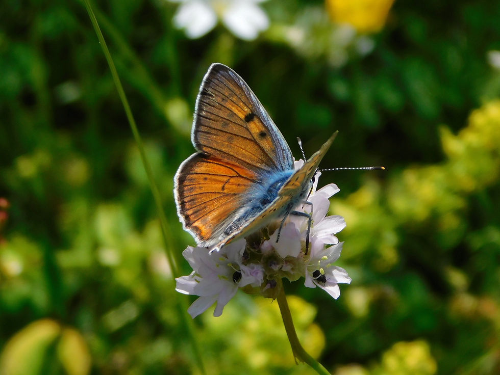 Lycaena alciphron ♂