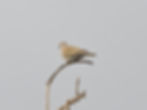 Streptopelia decaocto