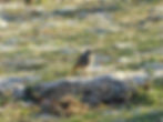 Phoenicurus ochruros