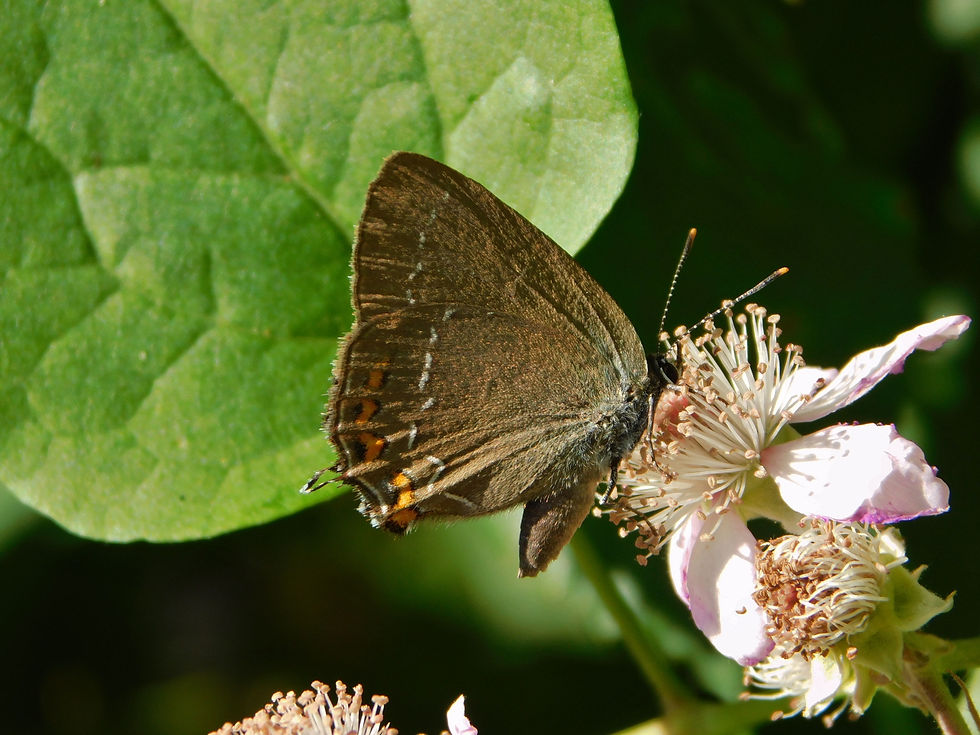 Satyrium ilicis