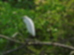 Egretta garzetta