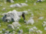 Milvus milvus