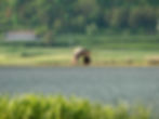 Ardea purpurea