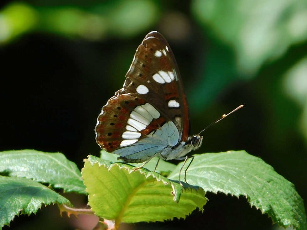 Limenitis reducta