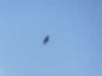 Corvus corax