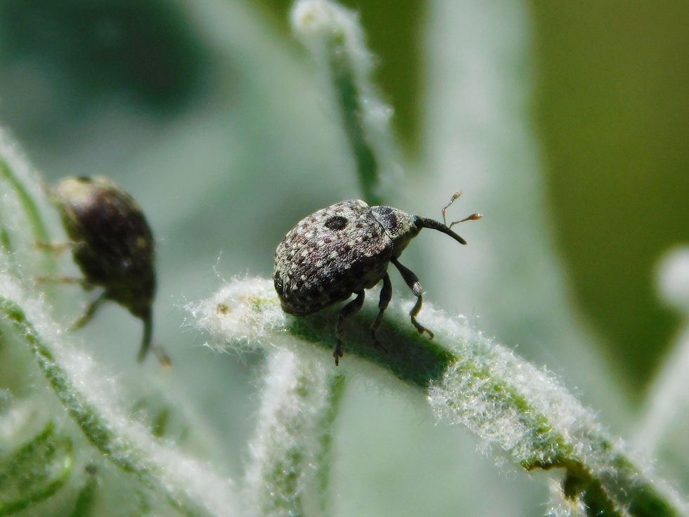Cionus hortulanus