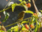 Phylloscopus collybita