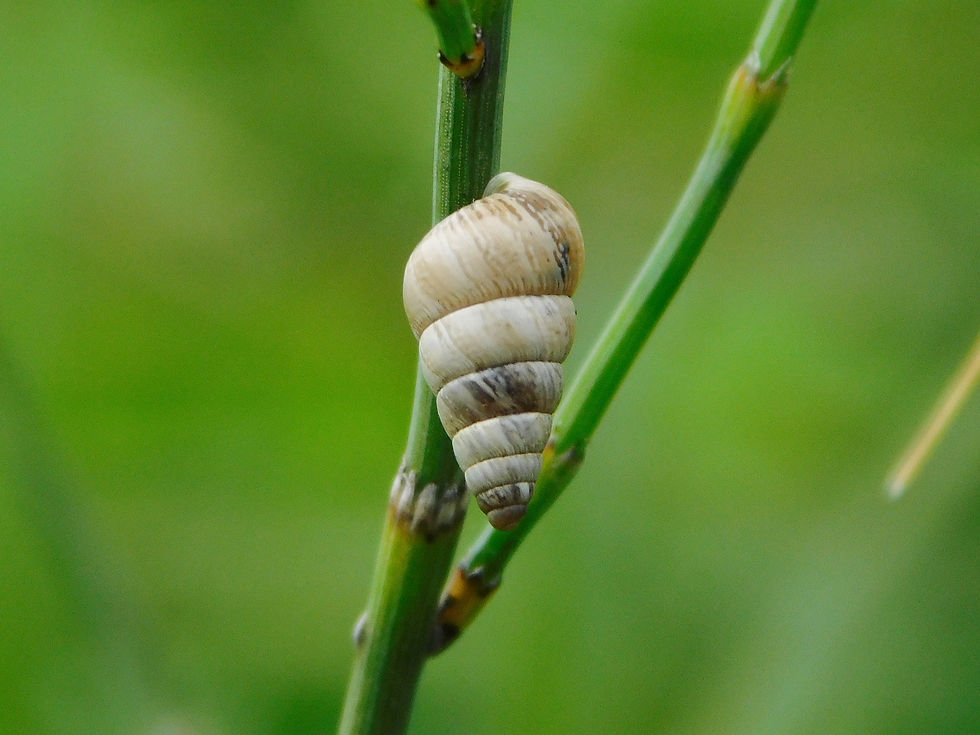 Cochlicella barbara