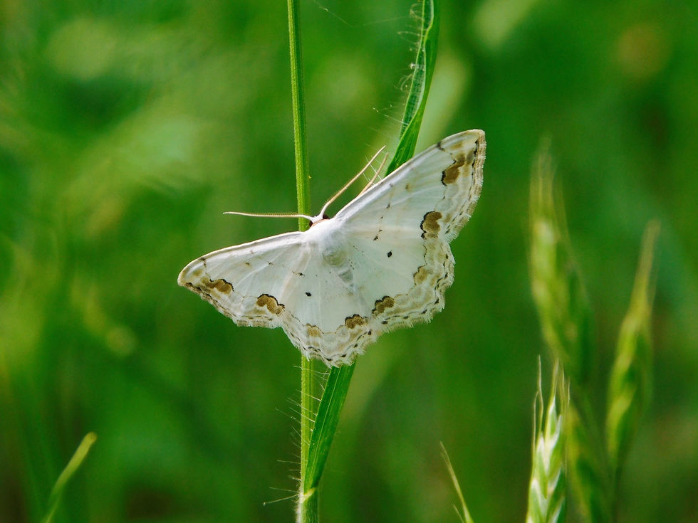 Scopula ornata