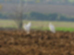 Bulbucus ibis
