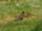Buteo buteo