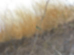 Merops apiaster