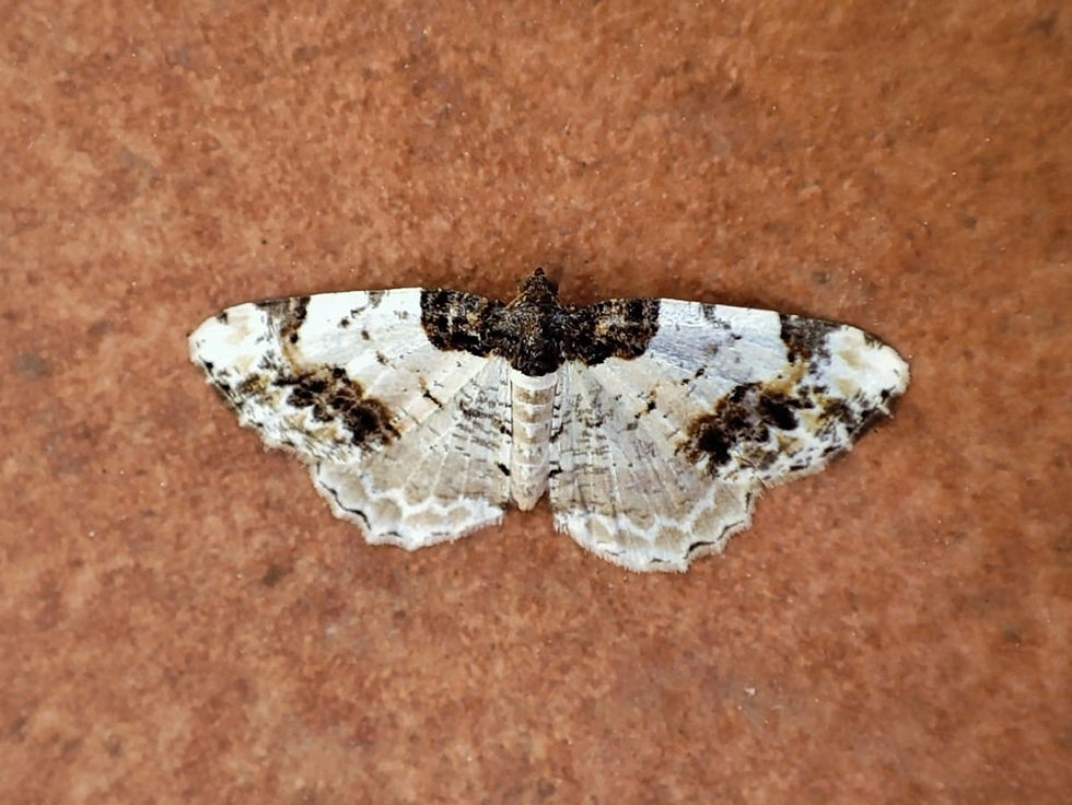 Ligdia adustata