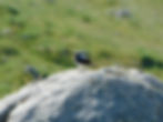 Oenanthe oenanthe