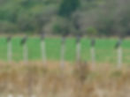 Corvus cornix