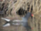 Gallinula chloropus