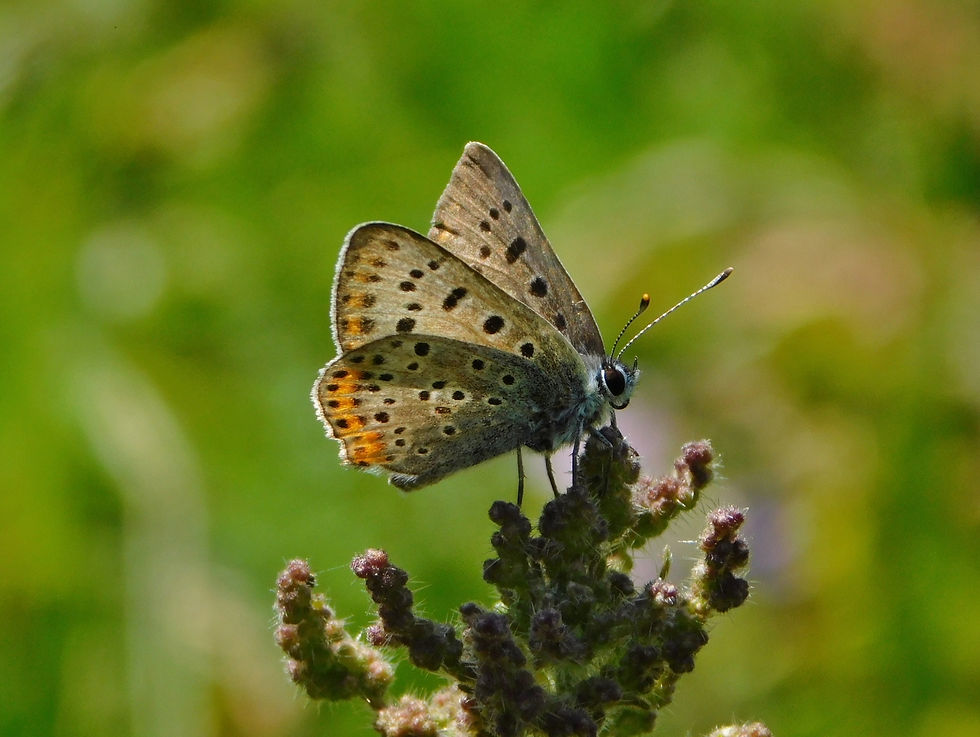 Lycaena tityrus ♂