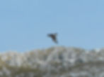 Buteo buteo