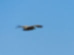 Gyps fulvus
