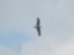 Larus michahellis