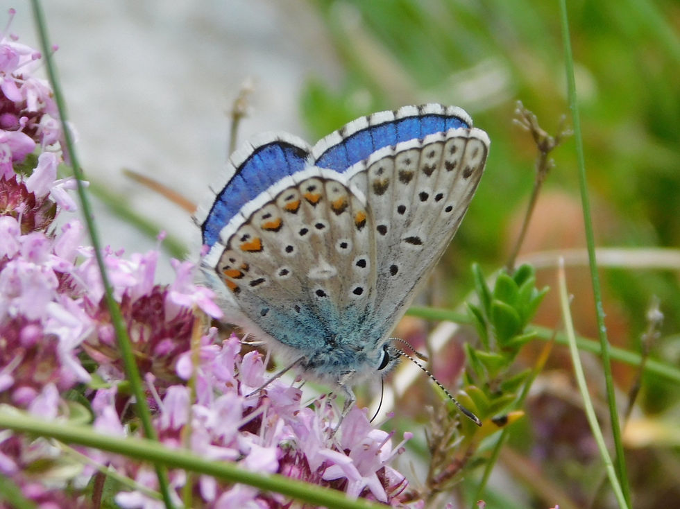 Polyommatus bellargus ♂