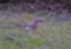 Garrulus glandarius